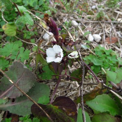 Ipomoea lacunosa, photographed by Annika Lindqvist