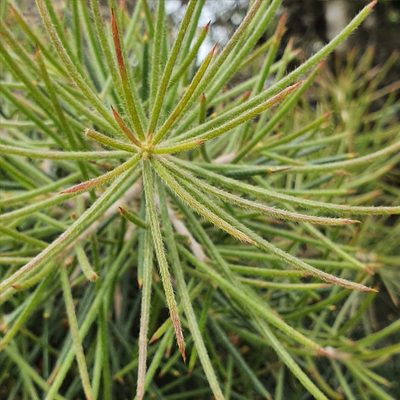 Hakea gibbosa, photographed by ronavery