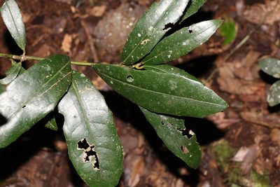 Wilkiea austroqueenslandica, photographed by Greg Tasney