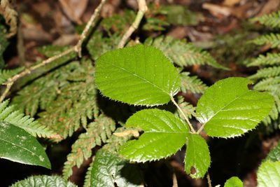 Rubus moorei, photographed by Greg Tasney