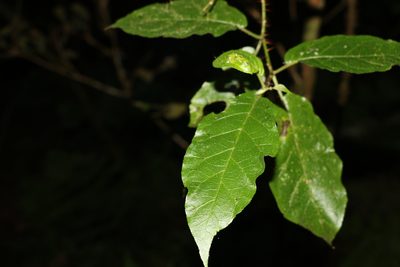 Solanum inaequilaterum, photographed by Greg Tasney