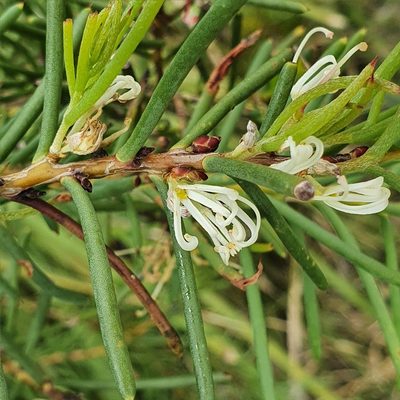 Hakea teretifolia, photographed by ronavery