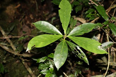Atractocarpus benthamianus, photographed by Greg Tasney
