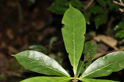 Atractocarpus benthamianus, photographed by Greg Tasney
