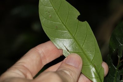 Atractocarpus benthamianus, photographed by Greg Tasney