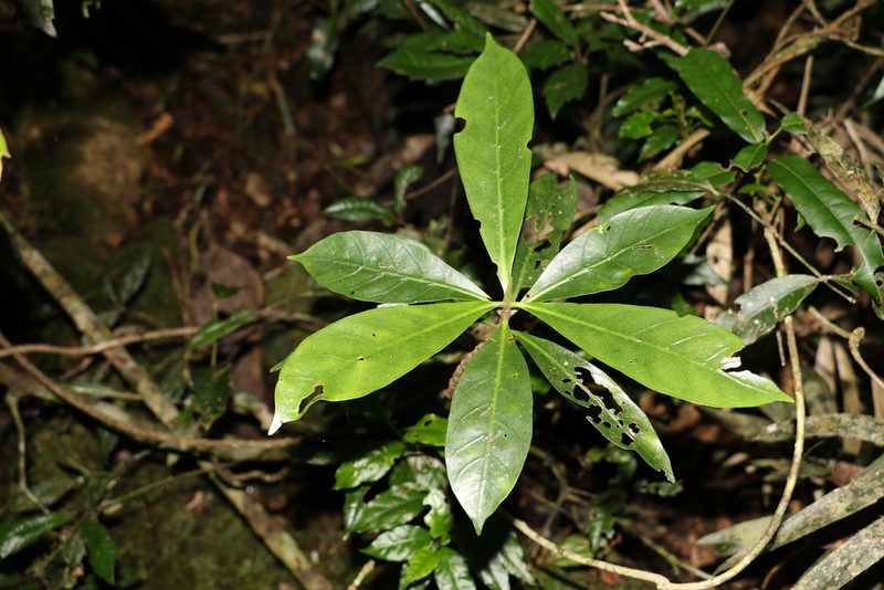 Atractocarpus benthamianus, photographed by Greg Tasney