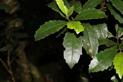 Polyosma cunninghamii, photographed by Greg Tasney