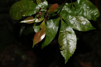 Pseudoweinmannia lachnocarpa, photographed by Greg Tasney