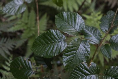 Rubus moorei, photographed by Greg Tasney