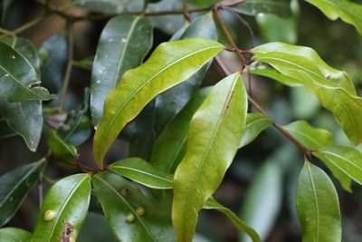 Cinnamomum oliveri, photographed by Greg Tasney