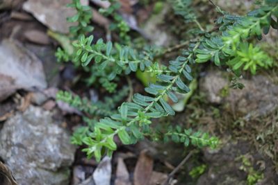 Ozothamnus rufescens, photographed by Greg Tasney