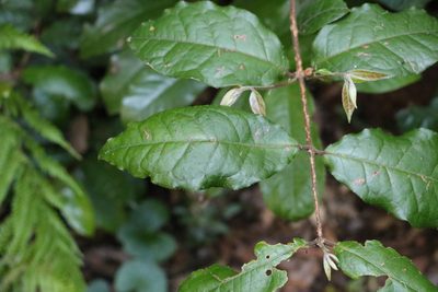 Palmeria foremanii, photographed by Greg Tasney