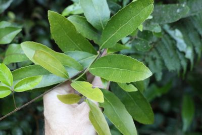Wilkiea austroqueenslandica, photographed by Greg Tasney