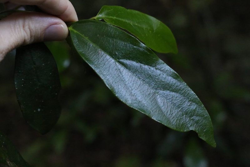 Alangium polyosmoides, photographed by Greg Tasney