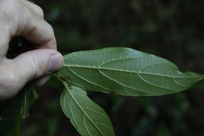 Alangium polyosmoides, photographed by Greg Tasney