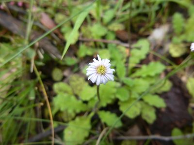 Lagenophora stipitata, photographed by Kiri Bee