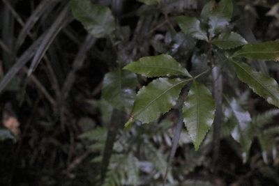 Pseudoweinmannia lachnocarpa, photographed by Greg Tasney
