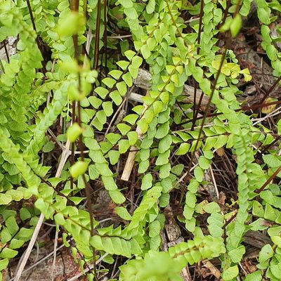 Lindsaea linearis, photographed by ronavery
