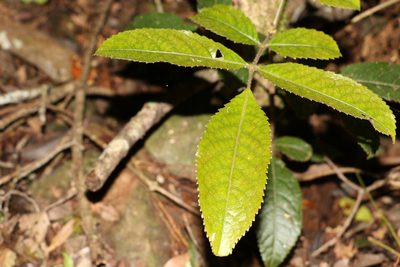 Ackama paniculosa, photographed by Greg Tasney