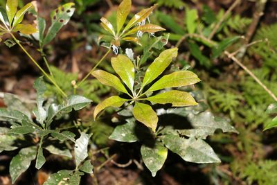 Heritiera actinophylla, photographed by Greg Tasney