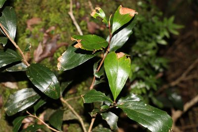 Stenocarpus salignus, photographed by Greg Tasney