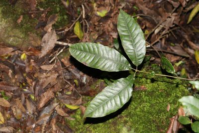 Karrabina benthamiana, photographed by Greg Tasney