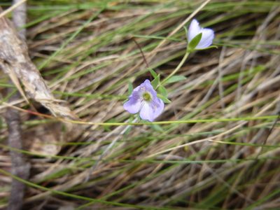 Veronica gracilis, photographed by Kiri Bee
