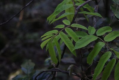 Austrosteenisia glabristyla, photographed by Greg Tasney