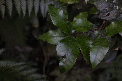 Pseudoweinmannia lachnocarpa, photographed by Greg Tasney
