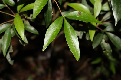 Acronychia suberosa, photographed by Greg Tasney