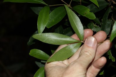 Acronychia suberosa, photographed by Greg Tasney