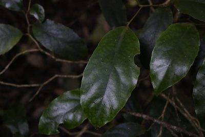 Pennantia cunninghamii, photographed by Greg Tasney