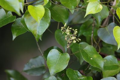 Parsonsia longipetiolata, photographed by Greg Tasney