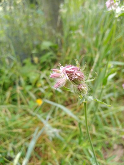 Silene disticha, photographed by Leon Perrie