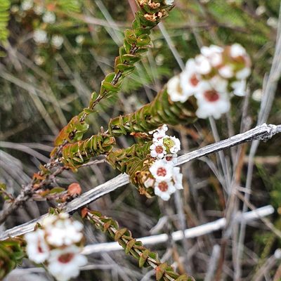 Baeckea imbricata, photographed by ronavery
