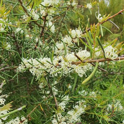 Hakea teretifolia, photographed by ronavery