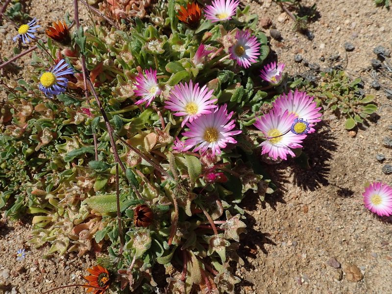 Cleretum hestermalense, photographed by Peter Warren