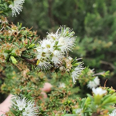 Kunzea ambigua, photographed by ronavery