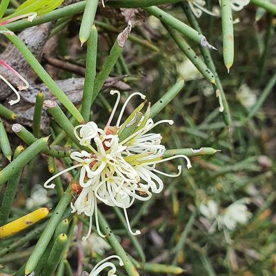 Hakea teretifolia, photographed by ronavery