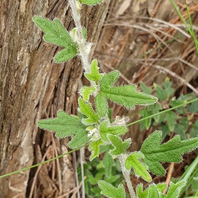 Xanthosia pilosa, photographed by ronavery