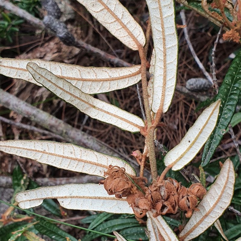 Lasiopetalum ferrugineum, photographed by ronavery