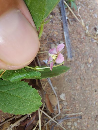 Hermannia boraginiflora, photographed by Manuel R Popp