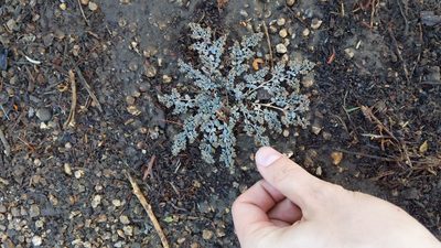 Euphorbia micromera, photographed by velodrome