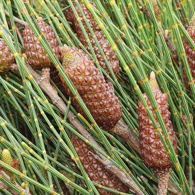 Allocasuarina distyla, photographed by ronavery
