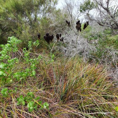 Haemodorum planifolium, photographed by ronavery