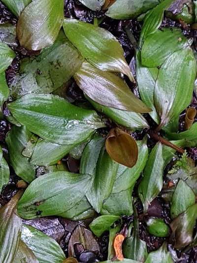 Potamogeton suboblongus, photographed by gnapp