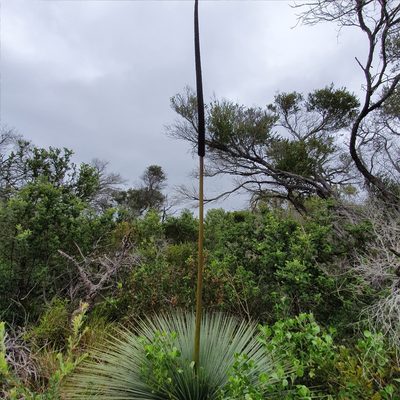 Xanthorrhoea resinosa, photographed by ronavery