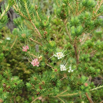 Darwinia fascicularis, photographed by ronavery