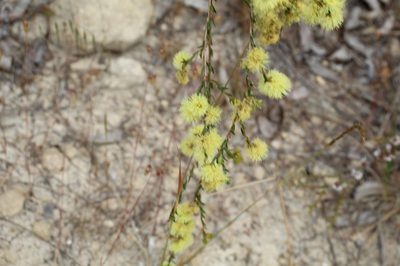Melaleuca thymoides, photographed by Em Lamond