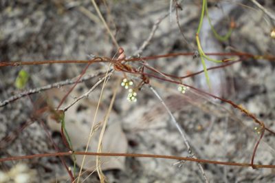 Cassytha racemosa, photographed by Em Lamond